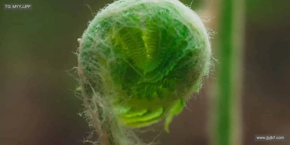 随时随地,直击赛场!📱🎯